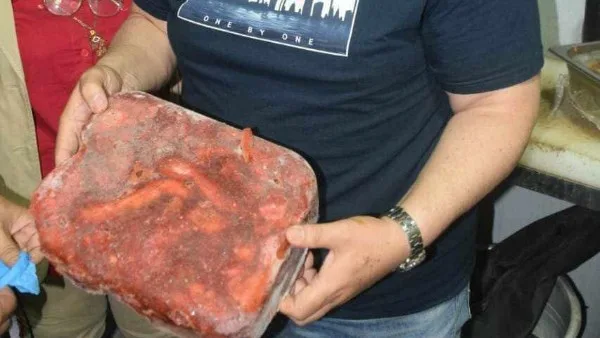 بعد ضبط لحوم غير مصرح بها في الغربية.. عقوبة التلاعب في المواد الغذائية