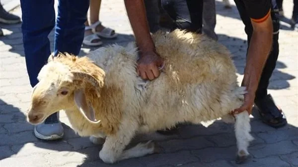ذبح 1168 أضحية دون مقابل في 18 مسلخ حكومي بالغربية خلال عيد الأضحى