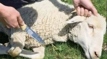 مدينة الأبحاث العلمية تقدم إرشادات للتوعية بسبل التخلص الآمن من مخلفات النحر.