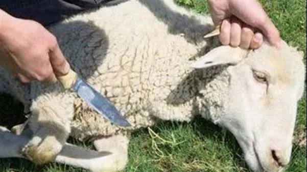 مدينة الأبحاث العلمية تقدم إرشادات للتوعية بسبل التخلص الآمن من مخلفات النحر. مدينة الأبحاث العلمية تقدم إرشادات للتوعية بسبل التخلص الآمن من مخلفات النحر.