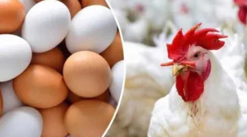 ما هي أسعار الدواجن والبيض اليوم في الشرقية الأحد 8 يونيو 2025؟
