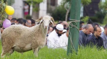 “التعليم العالي” تُصدر نصائح لمرضى الأمراض المزمنة حول تناول لحوم عيد الأضحى