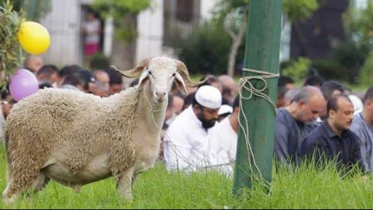 “التعليم العالي” تُصدر نصائح لمرضى الأمراض المزمنة حول تناول لحوم عيد الأضحى “التعليم العالي” تُصدر نصائح لمرضى الأمراض المزمنة حول تناول لحوم عيد الأضحى