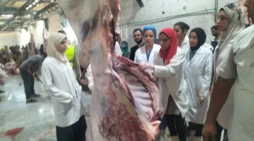 محافظ أسيوط: تم ذبح أكثر من 320 أضحية في المجازر الحكومية خلال اليومين الأولين من عيد الأضحى