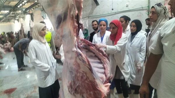 محافظ أسيوط: تم ذبح أكثر من 320 أضحية في المجازر الحكومية خلال اليومين الأولين من عيد الأضحى محافظ أسيوط: تم ذبح أكثر من 320 أضحية في المجازر الحكومية خلال اليومين الأولين من عيد الأضحى