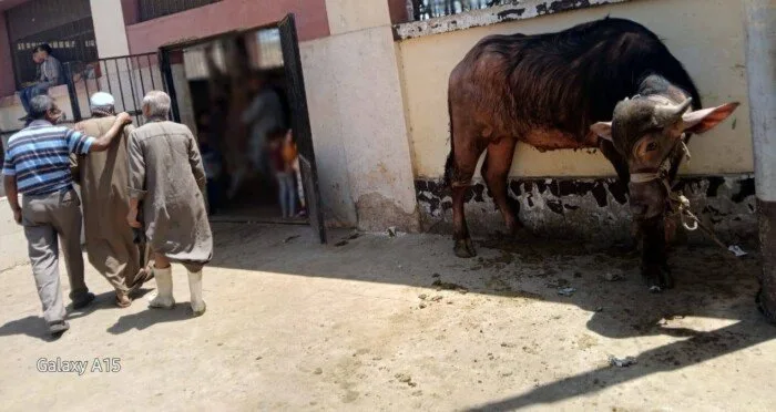 ذبح أكثر من 320 أضحية في المجازر الحكومية بأسيوط خلال اليومين الأولين من عيد الأضحى المبارك. ذبح أكثر من 320 أضحية في المجازر الحكومية بأسيوط خلال اليومين الأولين من عيد الأضحى المبارك.