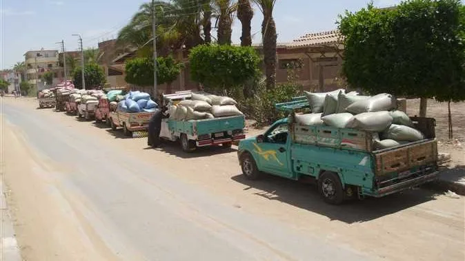 استلام 273 ألف طن: مواصلة عمليات توريد القمح في بني سويف خلال عطلة العيد استلام 273 ألف طن: مواصلة عمليات توريد القمح في بني سويف خلال عطلة العيد