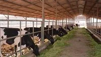 الزراعة: استراتيجية وقائية لحماية الثروة الحيوانية إثر تسجيل حالات إصابة بالحمى القلاعية في عدد من الدول الزراعة: استراتيجية وقائية لحماية الثروة الحيوانية إثر تسجيل حالات إصابة بالحمى القلاعية في عدد من الدول