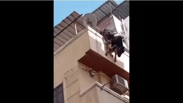 العجل هرب.. خاتمة مأساوية لمناقشة الهرم بسبب قربان العيد العجل هرب.. خاتمة مأساوية لمناقشة الهرم بسبب قربان العيد