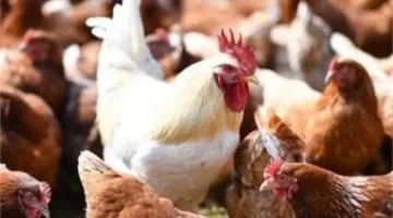 أسعار الدواجن ليوم الأحد، 8 يونيو 2025