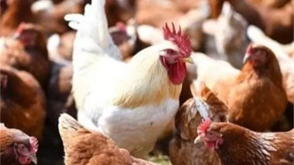 أسعار الدواجن ليوم الأحد، 8 يونيو 2025 أسعار الدواجن ليوم الأحد، 8 يونيو 2025