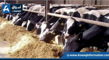 “الخيارات البيطرية” تعزز حالة الطوارئ القصوى لحماية الثروة الحيوانية من الأوبئة.