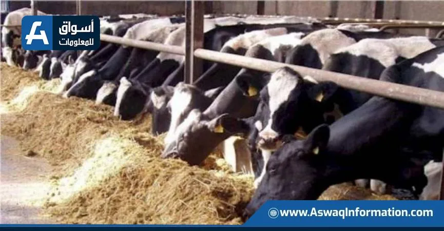 “الخيارات البيطرية” تعزز حالة الطوارئ القصوى لحماية الثروة الحيوانية من الأوبئة. “الخيارات البيطرية” تعزز حالة الطوارئ القصوى لحماية الثروة الحيوانية من الأوبئة.