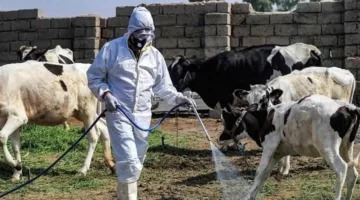 بعد انتشار الحمى القلاعية في جميع أنحاء العالم.. كيف قامت الخدمات البيطرية بتحضير نفسها لمواجهة الوباء من خلال استراتيجيات استباقية؟