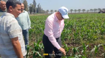 “الزراعة” تستمر في تنفيذ برامج زيادة إنتاج بذور المحاصيل الحقلية في محطة بحوث الجميزة خلال عطلة العيد.