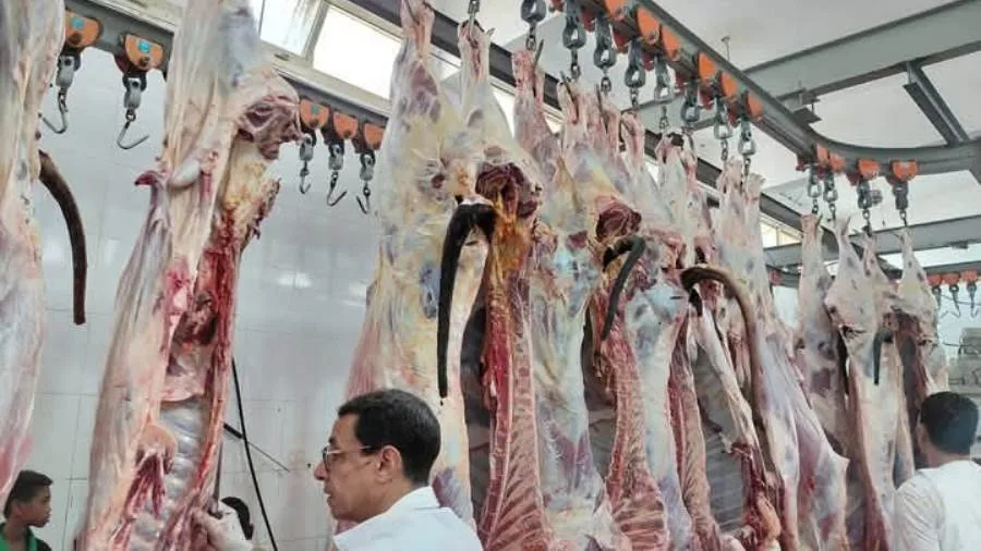وزارة الزراعة: استقبلت المجازر الحكومية أكثر من 28 ألف خروف خلال 3 أيام من عيد الأضحى وزارة الزراعة: استقبلت المجازر الحكومية أكثر من 28 ألف خروف خلال 3 أيام من عيد الأضحى
