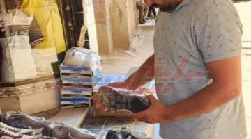 حملات تموينية واسعة خلال إجازة عيد الأضحى لمراقبة المخالفات في كفر الشيخ