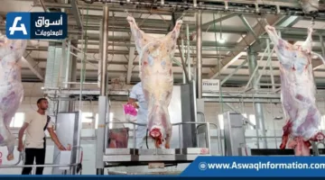 وزارة الزراعة: استقبلت المجازر 7900 أضحية في اليوم الثالث من عيد الأضحى