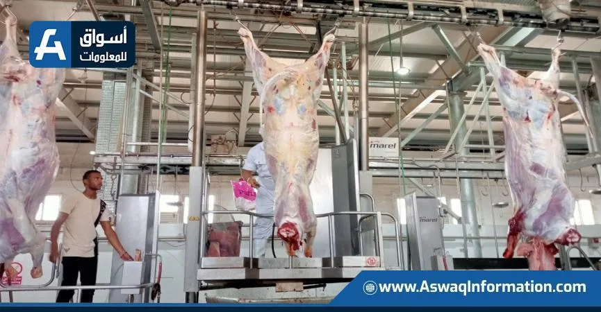 وزارة الزراعة: استقبلت المجازر 7900 أضحية في اليوم الثالث من عيد الأضحى وزارة الزراعة: استقبلت المجازر 7900 أضحية في اليوم الثالث من عيد الأضحى