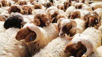 حكم ذبح الأضحية في اليوم الرابع من عيد الأضحى.. الإفتاء توضح 7 أشياء مستحب القيام بها