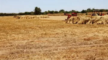 أسوان تحقق نسبة 103.7% في توريد القمح متجاوزة المستهدف.