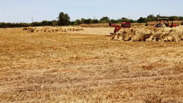 أسوان تحقق نسبة 103.7% في توريد القمح متجاوزة المستهدف. أسوان تحقق نسبة 103.7% في توريد القمح متجاوزة المستهدف.