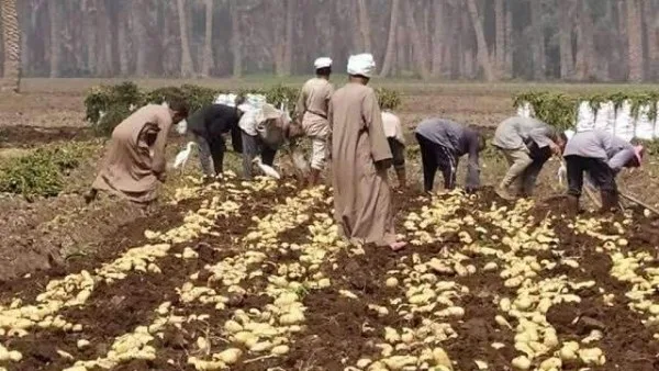 زراعة 3500 فدان من البطاطا و2050 فدان من الذرة في محافظة دمياط زراعة 3500 فدان من البطاطا و2050 فدان من الذرة في محافظة دمياط