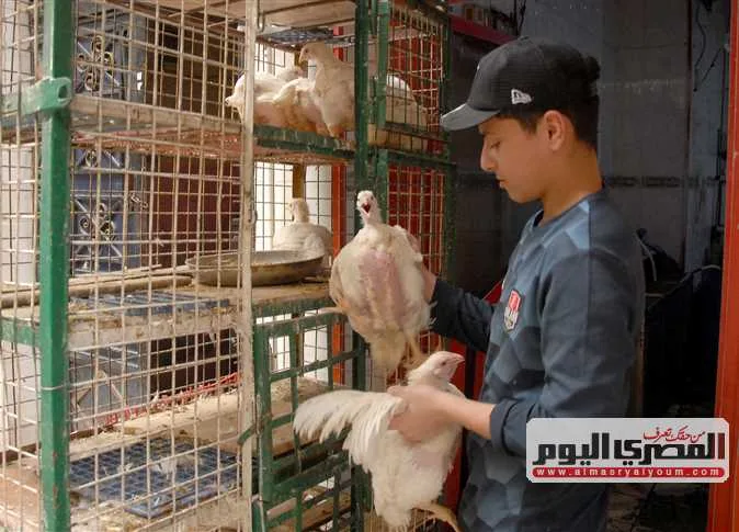 بعد الزيادة الأخيرة… أسعار الدواجن اليوم الاثنين 9 يونيو 2025 في سوق الفراخ بعد الزيادة الأخيرة… أسعار الدواجن اليوم الاثنين 9 يونيو 2025 في سوق الفراخ