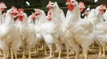 أسعار الدجاج في سوق الدواجن اليوم 9 يونيو 2025