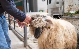 نتيجة لوجود جزارين هواة ولحّامين غير متخصصين.. 14 ألف حالة إصابة في تركيا خلال عيد الأضحى نتيجة لوجود جزارين هواة ولحّامين غير متخصصين.. 14 ألف حالة إصابة في تركيا خلال عيد الأضحى