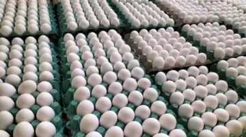 أسعار الدجاج والبيض في الأسواق اليوم الثلاثاء 10 يونيو 2025