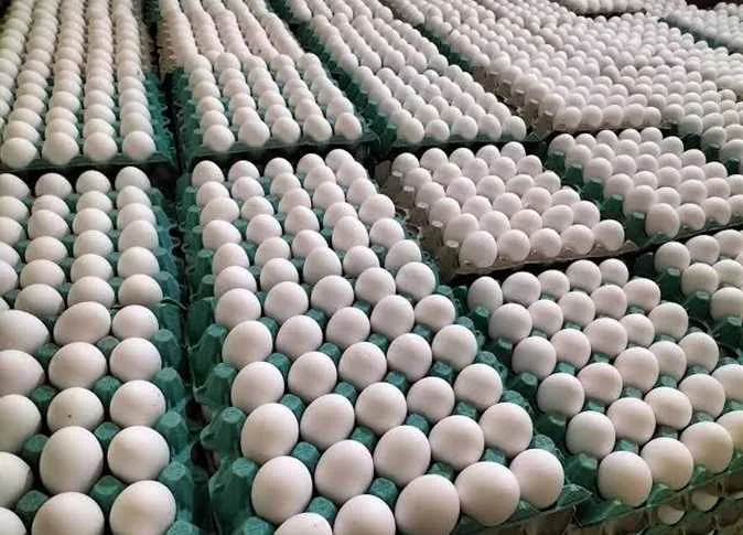 أسعار الدجاج والبيض في الأسواق اليوم الثلاثاء 10 يونيو 2025 أسعار الدجاج والبيض في الأسواق اليوم الثلاثاء 10 يونيو 2025