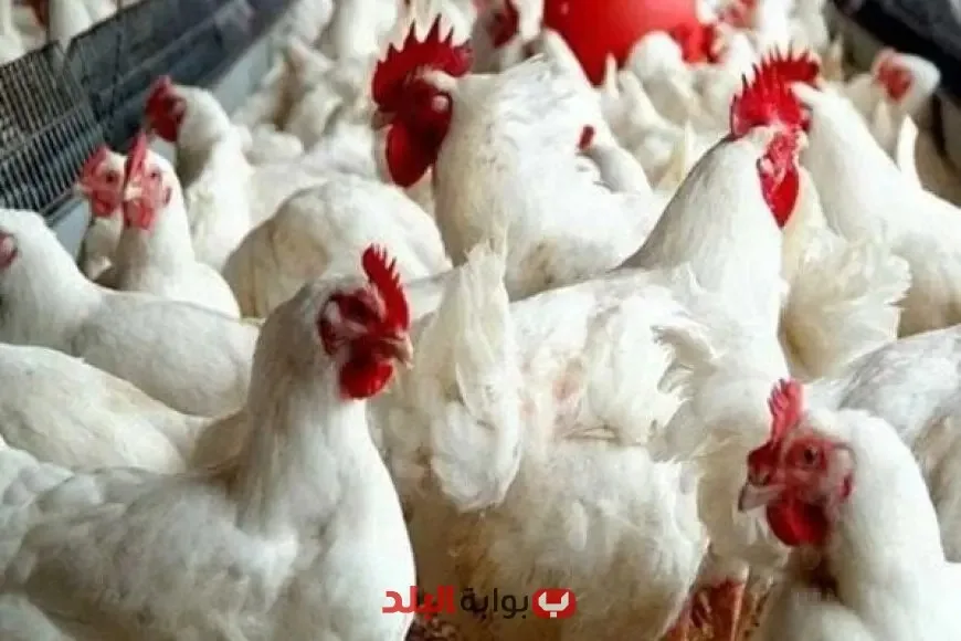 أسعار الدواجن في مصر بتاريخ 10 يونيو 2025: ما هو سعر الفراخ البيضاء؟ أسعار الدواجن في مصر بتاريخ 10 يونيو 2025: ما هو سعر الفراخ البيضاء؟