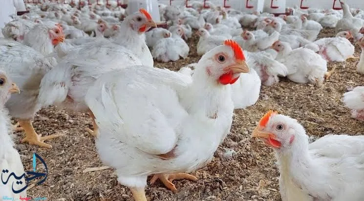 أسعار الدواجن البيضاء اليوم الثلاثاء بعد عيد الأضحى: استقرار في الأسواق وانتظار من المستهلكين. أسعار الدواجن البيضاء اليوم الثلاثاء بعد عيد الأضحى: استقرار في الأسواق وانتظار من المستهلكين.