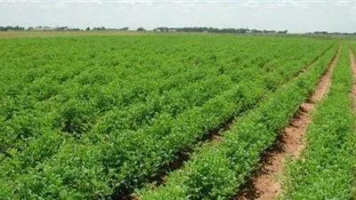 نصائح وزارة الزراعة للمزارعين للتكيف مع ارتفاع درجات الحرارة في فصل الصيف نصائح وزارة الزراعة للمزارعين للتكيف مع ارتفاع درجات الحرارة في فصل الصيف