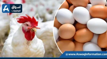 انخفاض أسعار البيض والدجاج في المزارع.. سعر كيلو الدجاج الأبيض يبلغ 68 جنيهًا