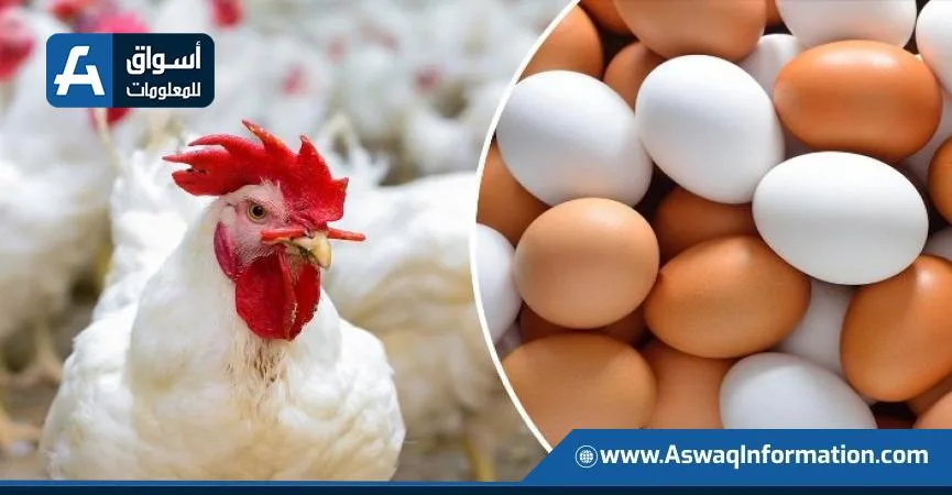 انخفاض أسعار البيض والدجاج في المزارع.. سعر كيلو الدجاج الأبيض يبلغ 68 جنيهًا انخفاض أسعار البيض والدجاج في المزارع.. سعر كيلو الدجاج الأبيض يبلغ 68 جنيهًا