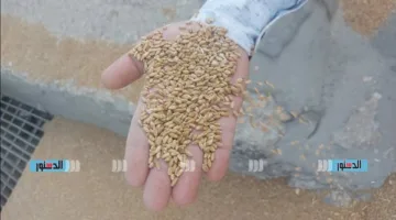 زيادة نسبة توريد القمح إلى الشون والصوامع ومراكز التجميع في أسوان