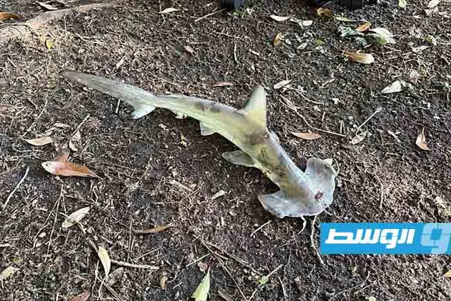 في واقعة غريبة: سمكة قرش تهبط من السماء على ملعب جولف في واقعة غريبة: سمكة قرش تهبط من السماء على ملعب جولف