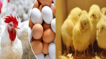 سعر صناديق البيض المختلفة اليوم في متاجر وزارة الزراعة