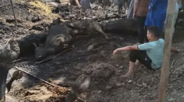 مصرع 25 رأسًا من الماشية جراء حريق في 5 حظائر بالمنوفية