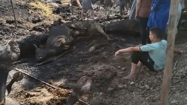 مصرع 25 رأسًا من الماشية جراء حريق في 5 حظائر بالمنوفية مصرع 25 رأسًا من الماشية جراء حريق في 5 حظائر بالمنوفية