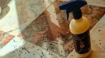 كيفية التخلص من الذباب في المنزل بفعالية خلال فصل الصيف؟
