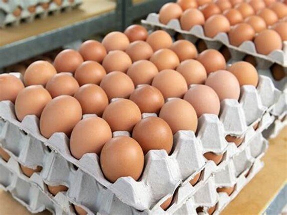 سعر كرتونة البيض اليوم