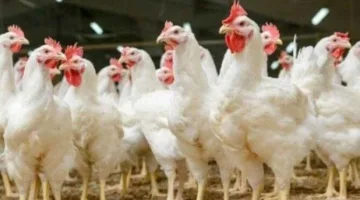 أسعار الدجاج الأبيض والبلدي اليوم في المتاجر بعد انتهاء عيد الأضحى