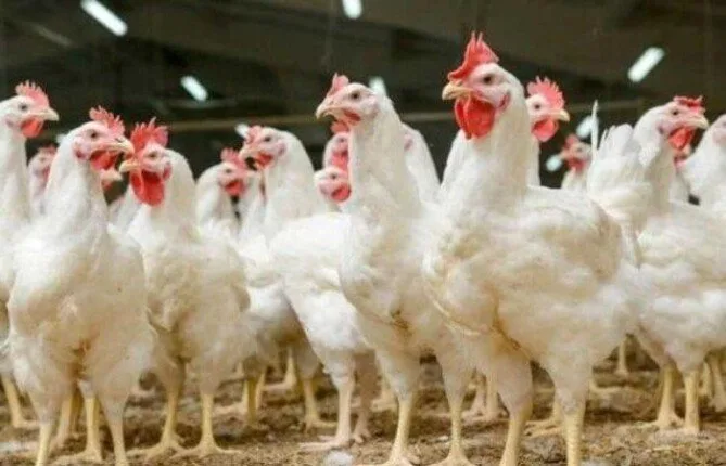 أسعار الدجاج الأبيض والبلدي اليوم في المتاجر بعد انتهاء عيد الأضحى أسعار الدجاج الأبيض والبلدي اليوم في المتاجر بعد انتهاء عيد الأضحى