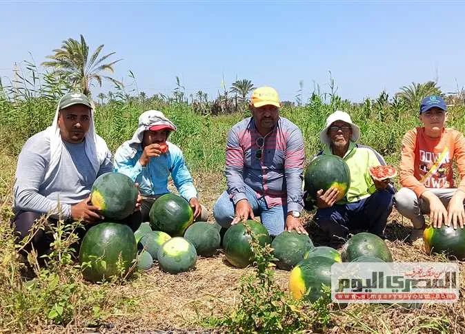 سعادة مزارعي بلطيم في كفر الشيخ مع بداية موسم حصاد البطيخ سعادة مزارعي بلطيم في كفر الشيخ مع بداية موسم حصاد البطيخ