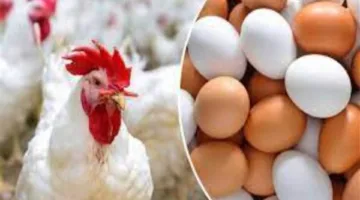 أسعار الدجاج مساء اليوم 11 يونيو 2025