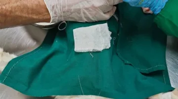 بعد إنقاذه من الموت.. الطب البيطري يجري عملية إزالة عين لقط تعرض لحادث في طنطا