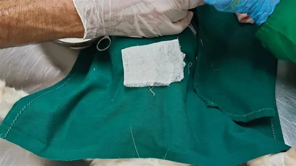 بعد إنقاذه من الموت.. الطب البيطري يجري عملية إزالة عين لقط تعرض لحادث في طنطا بعد إنقاذه من الموت.. الطب البيطري يجري عملية إزالة عين لقط تعرض لحادث في طنطا
